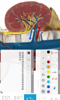 2024人体解剖学图谱