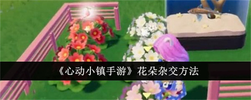 心动小镇手游花朵怎么杂交 花朵杂交技巧指南